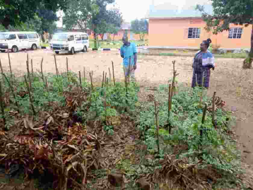 school garden